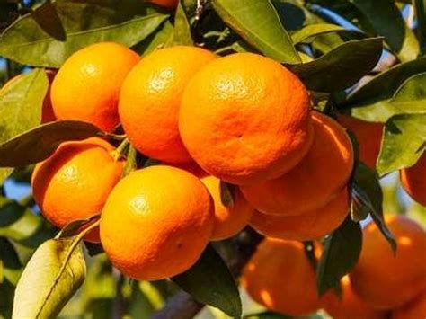 Tips To Grow Tangerine For Your Garden - Mixed Animals