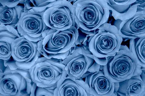 Beautiful background of blue roses | Nature Stock Photos ~ Creative Market