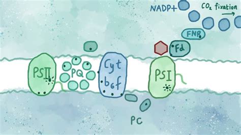 Photosynthesis may be key to renewable energy - gHacks Tech News