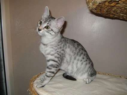 Arabian Mau Cat Info, Personality, Kittens, Pictures