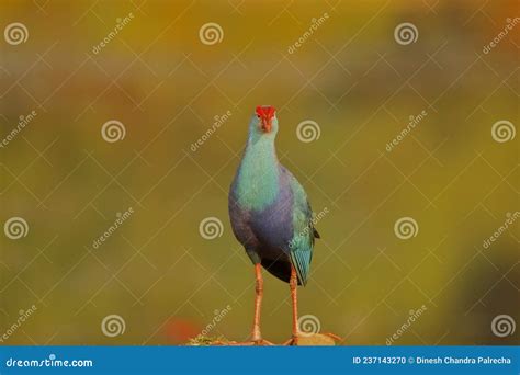 Purple Swamphen Bird Natural Nature Wallpaper India Stock Photo - Image of watching, natural ...