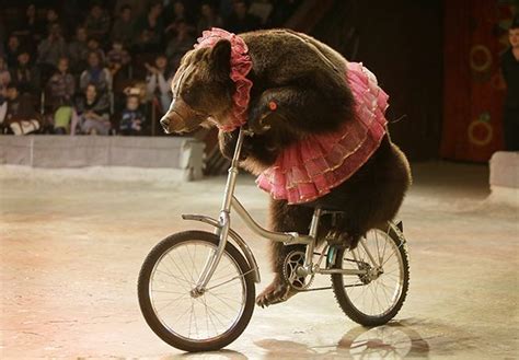 circus bear | Circus Bear On Bike | Circus animals, Animals wild, Animals