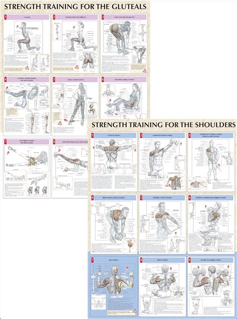 Strength Training Anatomy Poster Series: Delavier, Frederic: 9780736059312: Amazon.com: Books