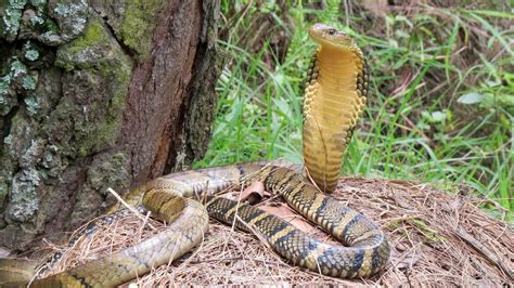 King Cobra Snake Photo | HD Wallpapers