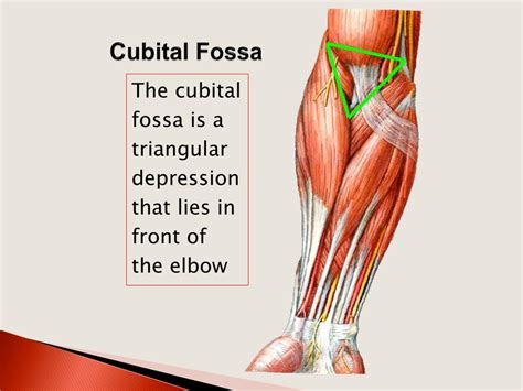 Sindrome Del Codo Cubital