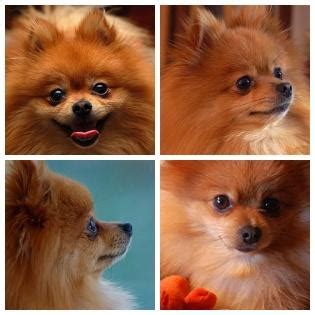 Pomeranian Puppy Training | House Training | Breeders | Pomeranian Pictures