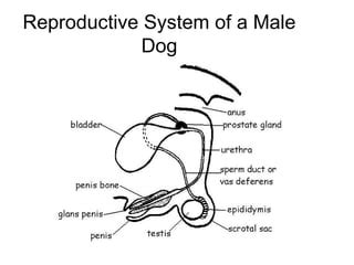 Male Dog Reproductive System