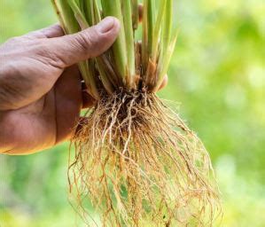 Como sembrar Pasto Vetiver - Pasturas Tropicales