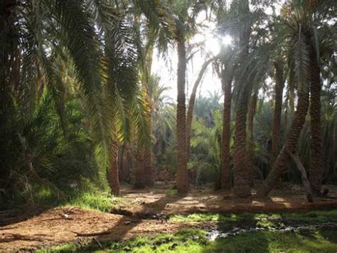 egypt forest - Google Search in 2020 | Ägypten