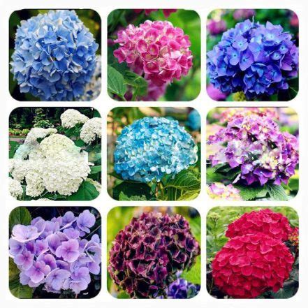 50pcs Climbing Hydrangea Paniculata Flower Seeds - BuyingSeed.com ...