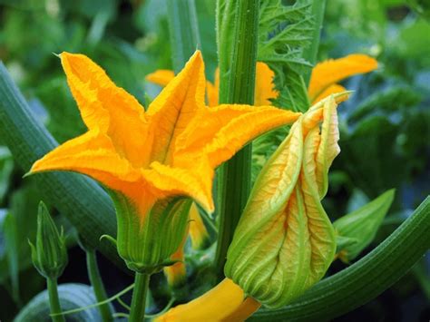 1,906 Cucurbita Pepo Flowers Royalty-Free Photos and Stock Images | Shutterstock