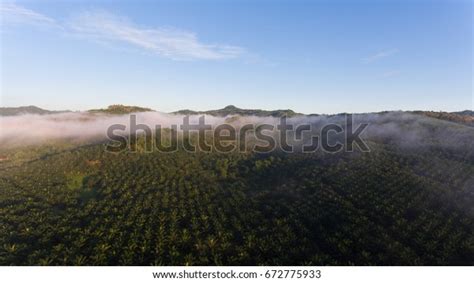 Aerial View Sawit Kinabalu Plantation Oil Stock Photo 672775933 | Shutterstock