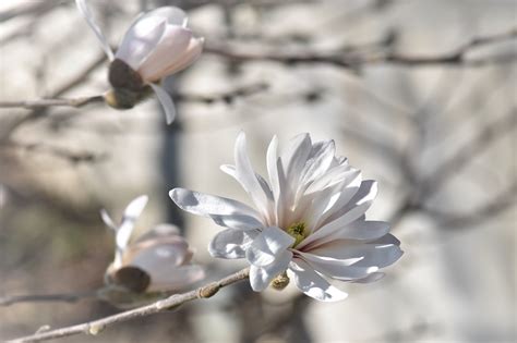 White magnolia flower, Magnolia, Tree, Flowers HD wallpaper | Wallpaper Flare