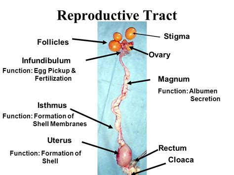 Reproductive & Digestive Tract Ovary Follicles Infundibulum Magnum Isthmus Uterus Cloaca Vagina ...