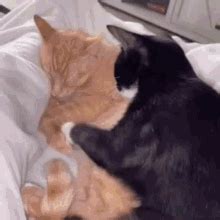 Cats Hugging GIF - Cats Hugging - Discover & Share GIFs