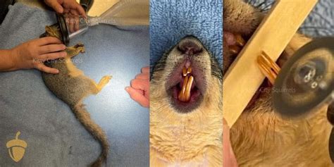 Mystery of Squirrel Teeth ? & Malocclusion [WITH PHOTOS]