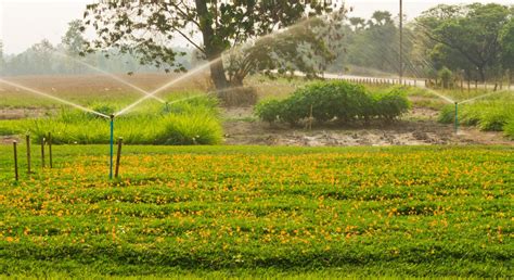 How to Grow Your Own Peanuts at Home - Southeast AgNET