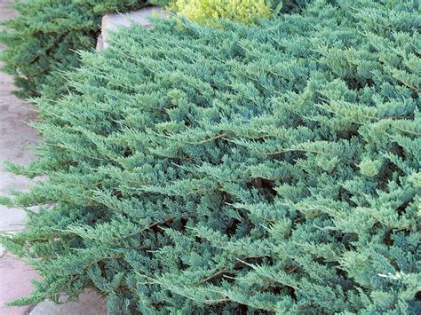 Protect Your Plot In Style With These Juniper Ground Cover Plants | Gardening Know How