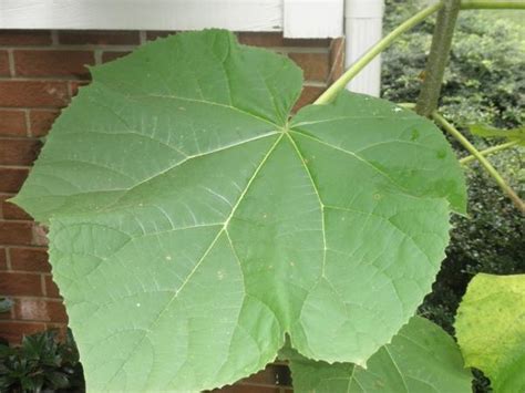 Paulownia tomentosa (Empress Tree, Princess Tree, Royal Empress Tree ...