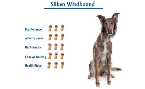 Silken Windhound Puppies : Kushbudar Puppies Home Facebook / Silken windhounds are affectionate ...