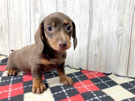 Dachshund-DOG-Female-Chocolate / Tan-2620110-Petland Hilliard, Ohio