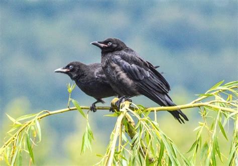 A Baby Crow Is Much Cuter Than You Think - Birds and Blooms