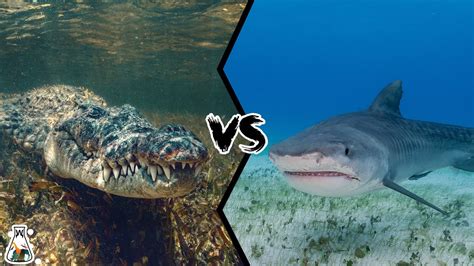 TIGER SHARK VS SALTWATER CROCODILE - Who Would Win a Battle? - YouTube