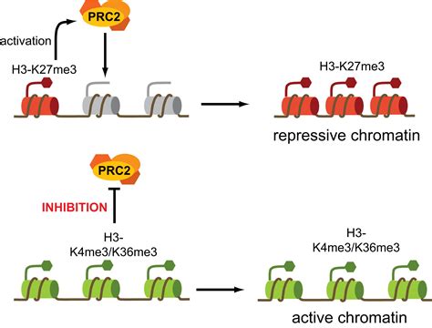 Histone Methylation by PRC2 Is Inhibited by Active Chromatin Marks ...