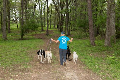 CLYDES CAMP - Dog Activities - What Your Dog Will Do at Clyde's Camp