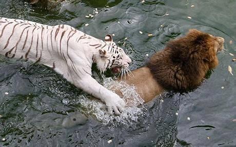 Best Friends Forever: Meet Cameron and Zabu from Big Cat Rescue