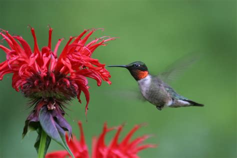 Ruby-throated Hummingbird Wallpapers on WallpaperDog