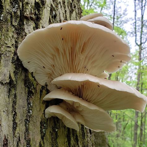 Oyster Mushrooms in PA | Luther Homestead