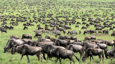 The Great Migration Cycle | SafariBando