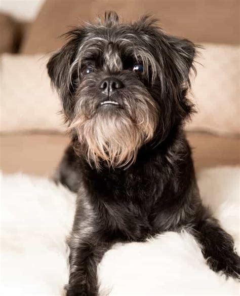 Affenpinscher Temperament (Curious, Stubborn, Active) Are You Ready?