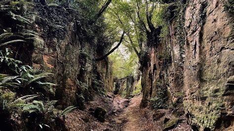 Project to map Dorset's ancient sunken holloways - BBC News