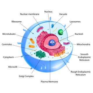 Lysosomes In Animal Cell