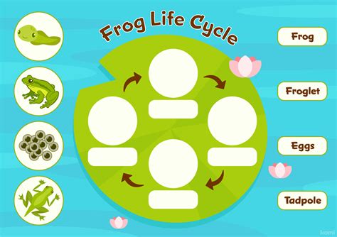 Frog Life Cycle Drawing And Frog Puppets Naturebookcl - vrogue.co