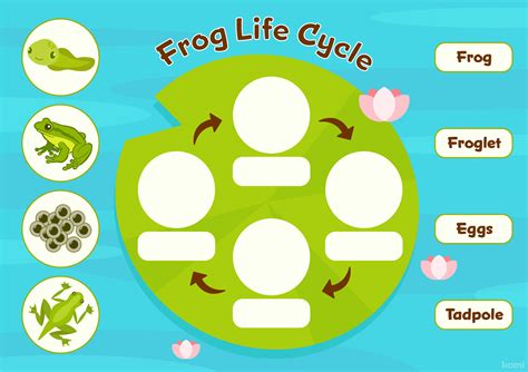 Frog Life Cycle for Teachers | Perfect for grades 3rd, 4th | Science Classroom Resources | Kami ...