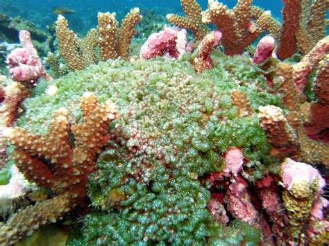 Too much algae -- and too many microbes -- threaten coral reefs- All ...