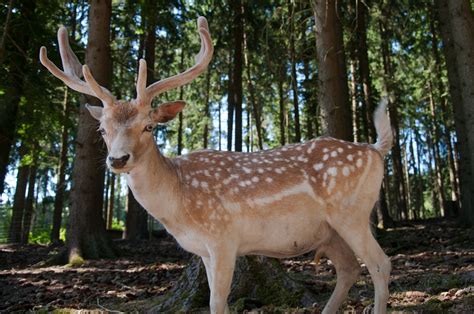 Sika deer – A guide to Irelands protected habitats & species