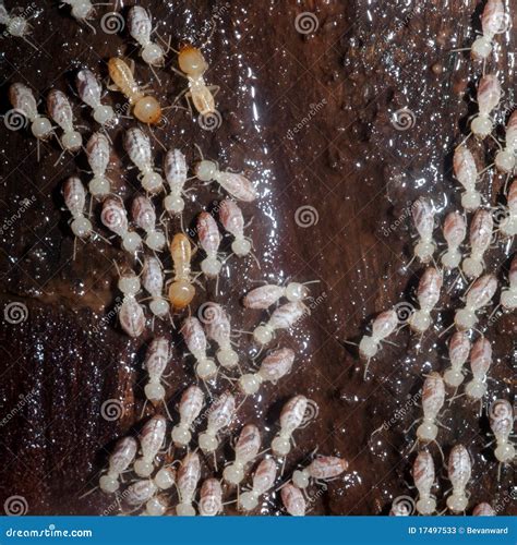 Colony of termites stock image. Image of timber, wood - 17497533