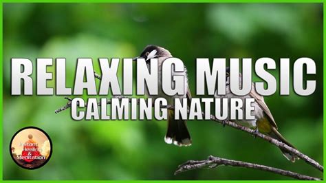 Relaxing Music Calming Nature | Relaxing music, Calm, Music