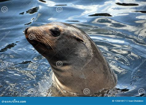 Seal Swimming Royalty Free Stock Photography - Image: 13561817