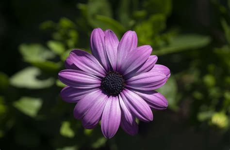 Becky Shasta Daisy: Plant Care & Growing Guide