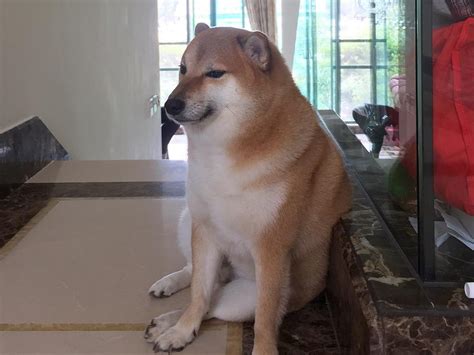 Shiba Inu made famous by viral ‘doge’ meme dies after cancer battle ...