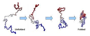 Levels of Protein Organization