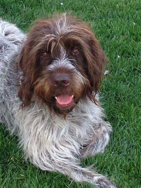 Bentley, my Wire Haired Pointing Griffon | Wirehaired pointing griffon ...