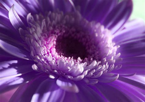 File:Free Pretty Purple Flower in Natural Light Creative Commons (423380178).jpg - Wikimedia Commons