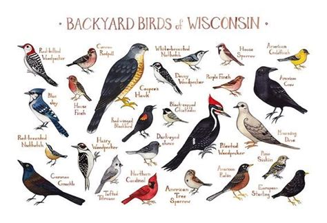 Wisconsin Backyard Birds Field Guide Art Print / Watercolor | Etsy ...