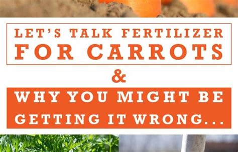 The Best Fertilizer for Carrots: Recommendations | Properly Rooted